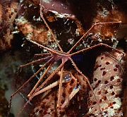 Stenorhynchus seticornis Araignee de mer rayee-Bonaire Buddy Reef-14m-20180218nuit-Denis-ADER-DSC_6415_tn